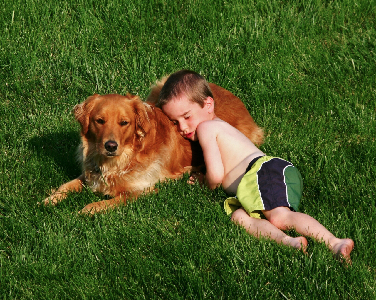 Маленький мальчик спит с золотистым ретривером на зеленой траве