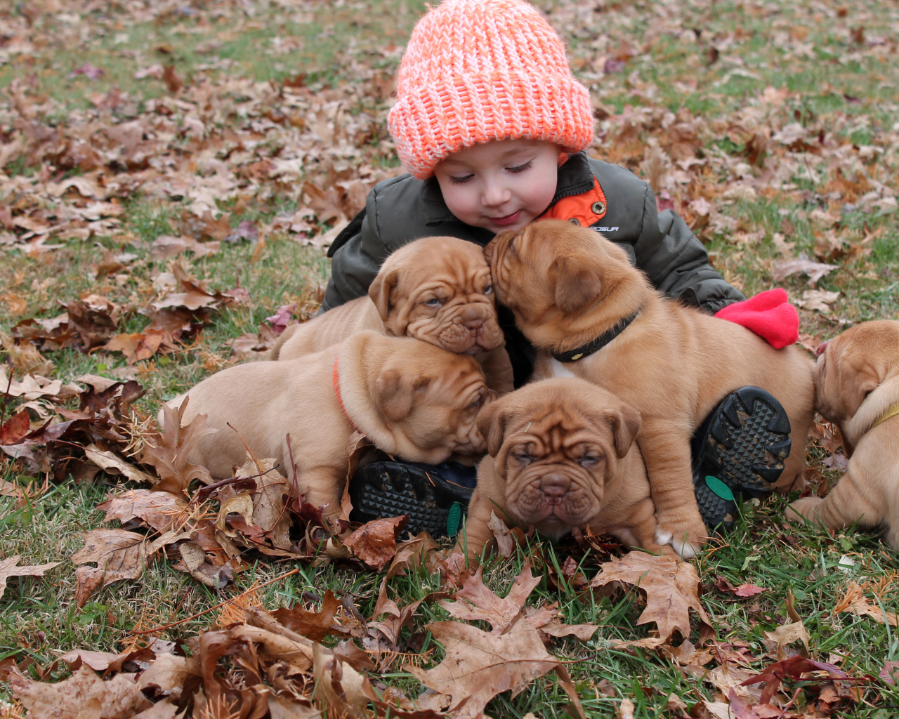 Маленькая девочка сидит с щенками на земле покрытой сухими листьями