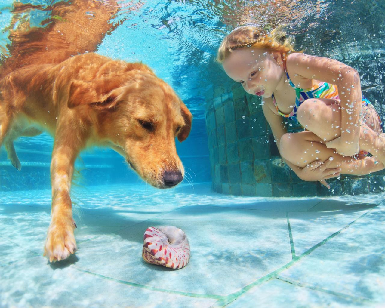 Маленькая девочка плавает в бассейне с большой рыжей собакой