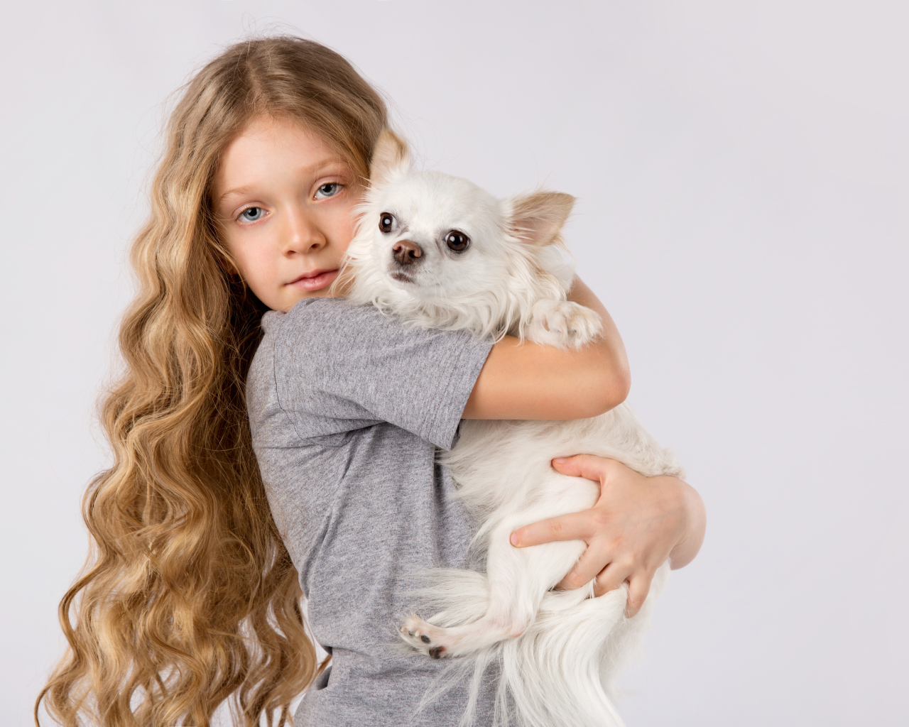 Голубоглазая девочка с белым чихуахуа в руках