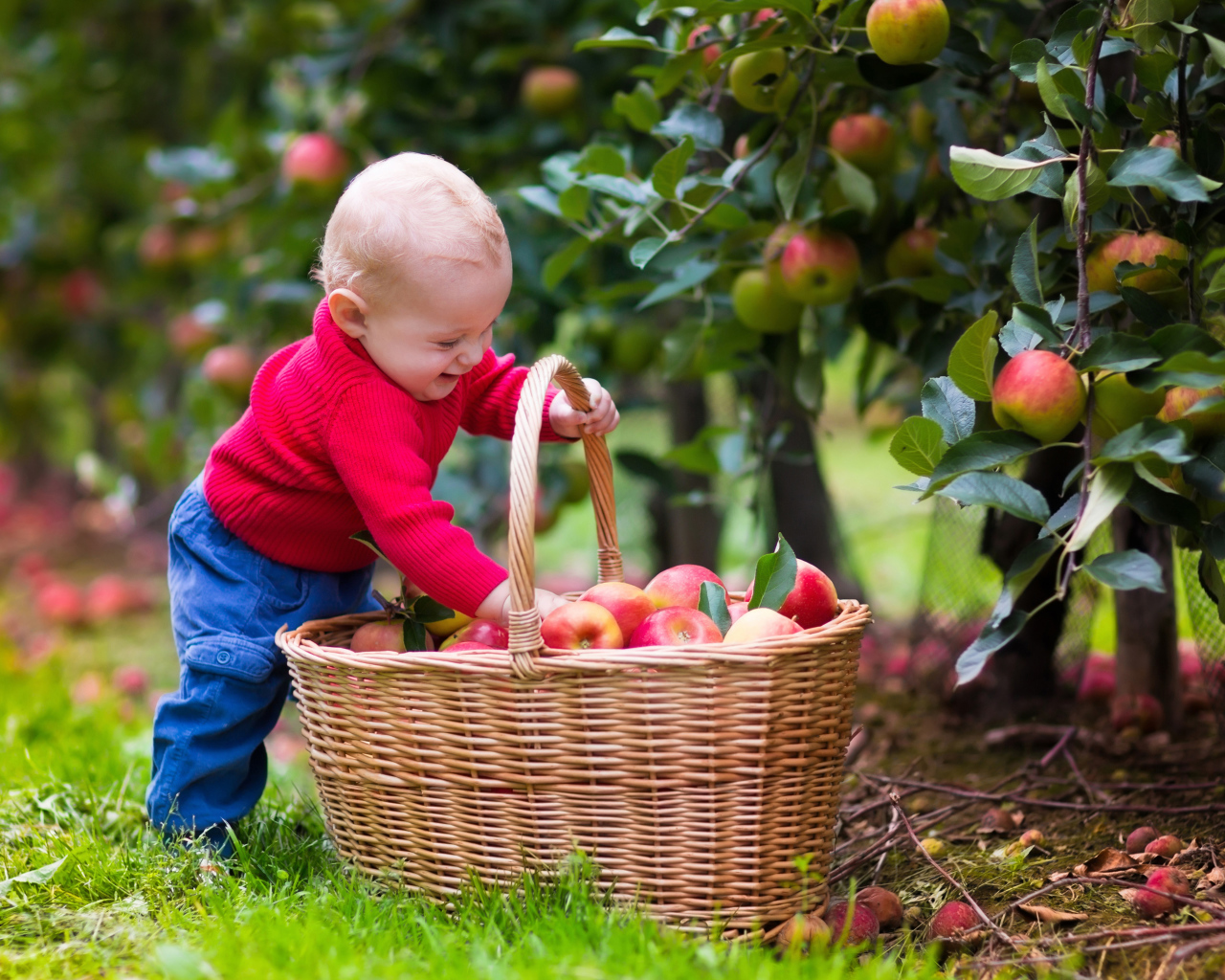 Милый улыбающийся малыш с корзиной яблок в саду