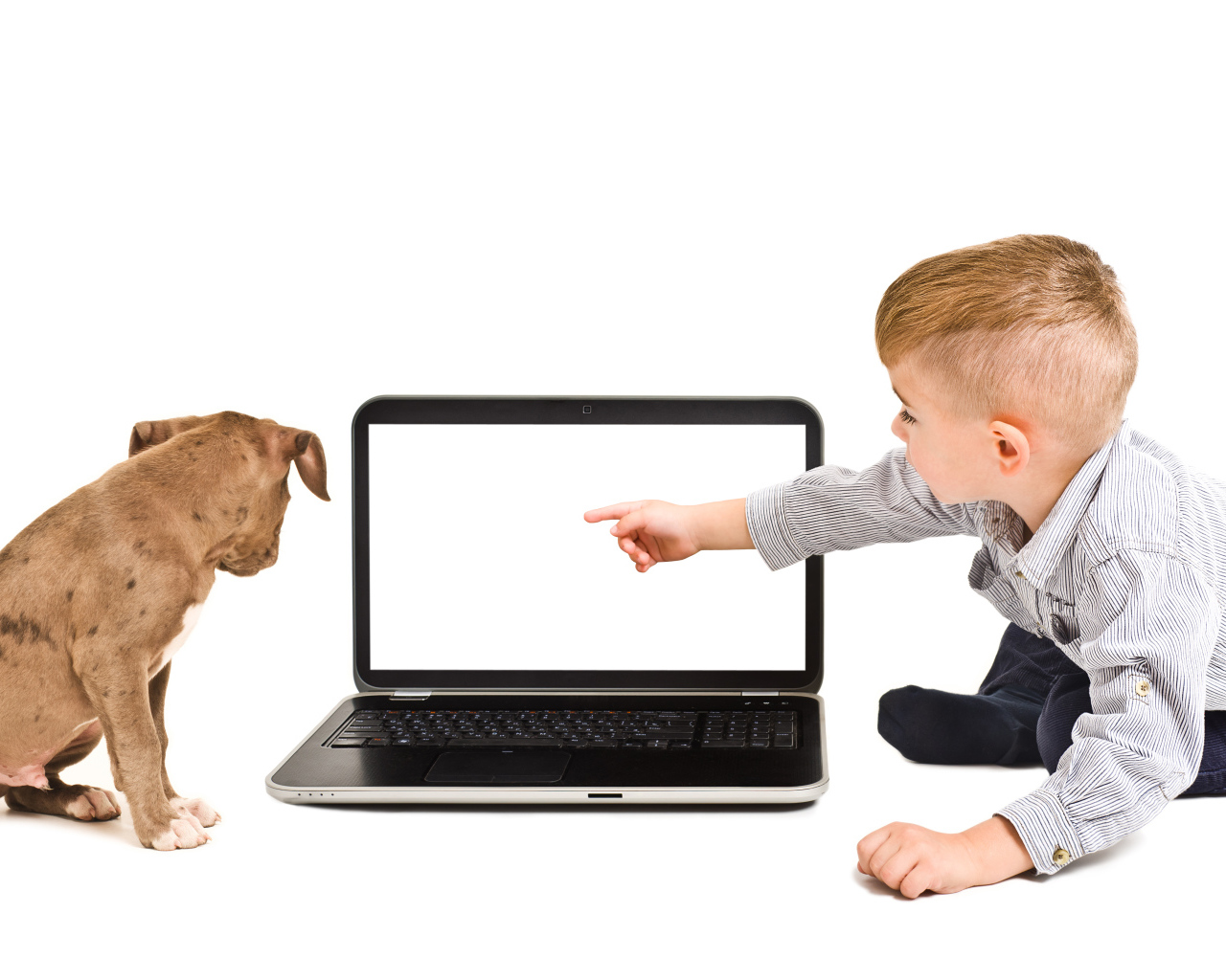 Маленький мальчик и щенок смотрят в экран ноутбука на белом фоне