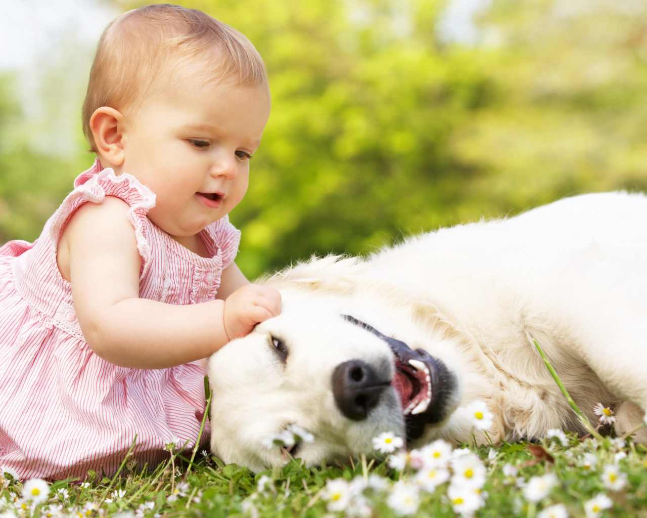Маленькая милая девочка с большой белой собакой