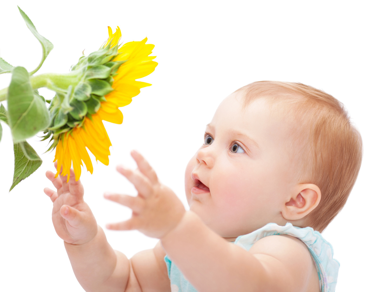 Маленькая милая девочка с подсолнухом на белом фоне