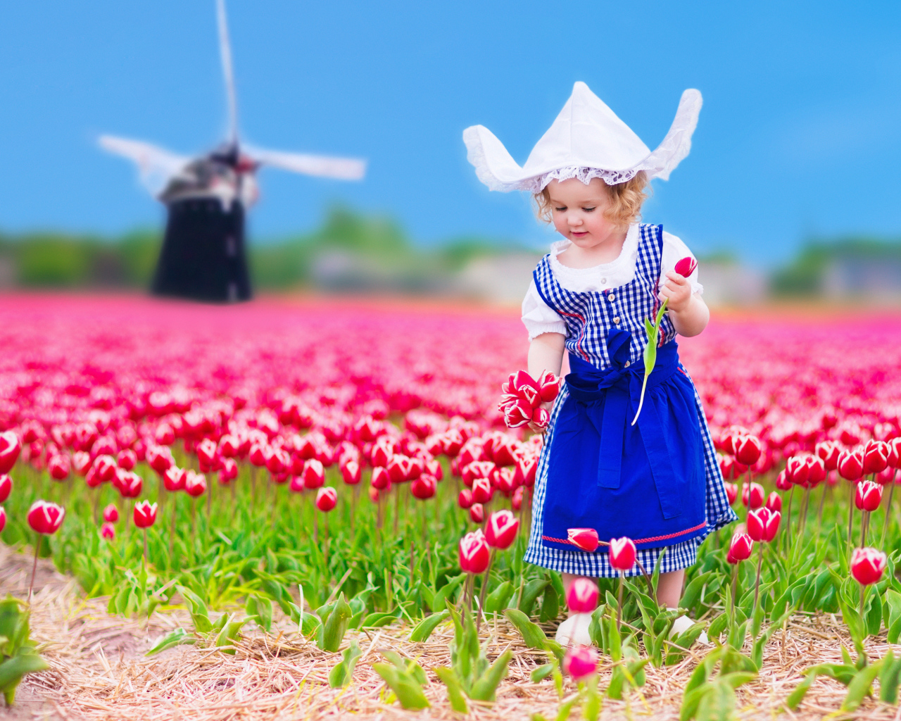 Маленькая девочка в голубом платье на поле тюльпанов 
