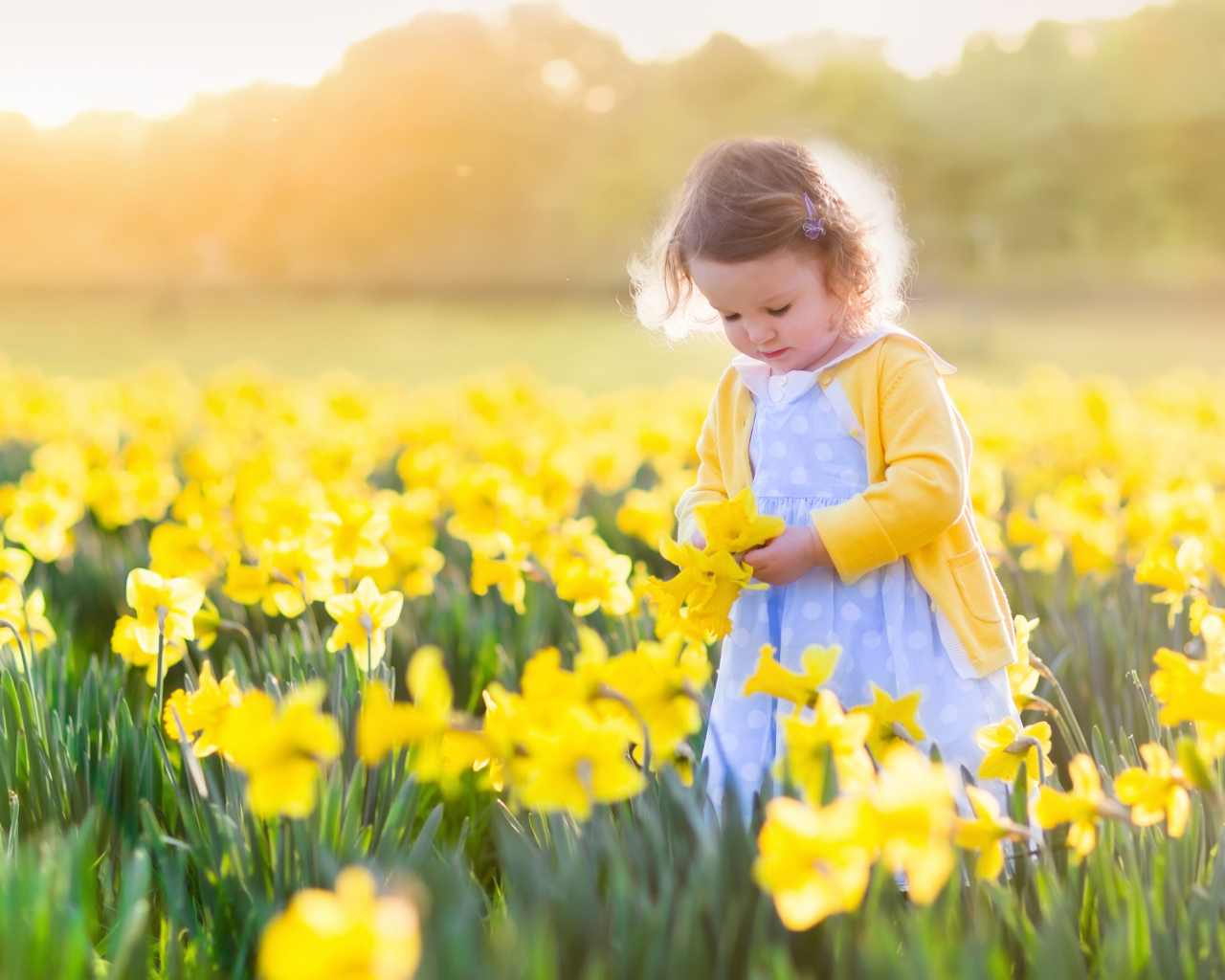 Маленькая девочка в поле желтых нарциссов 