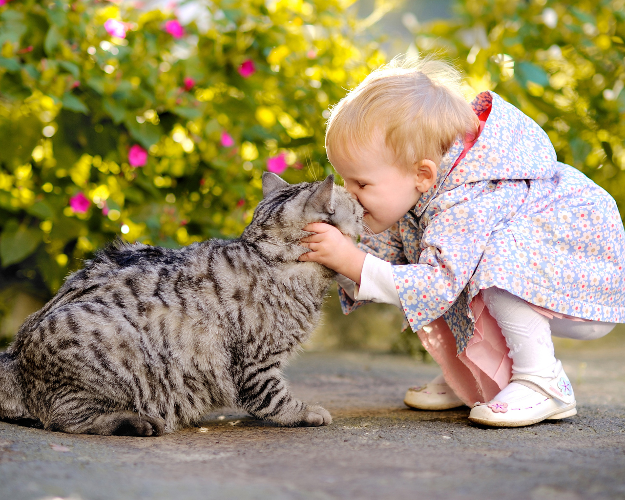 Маленькая девочка целует серого кота