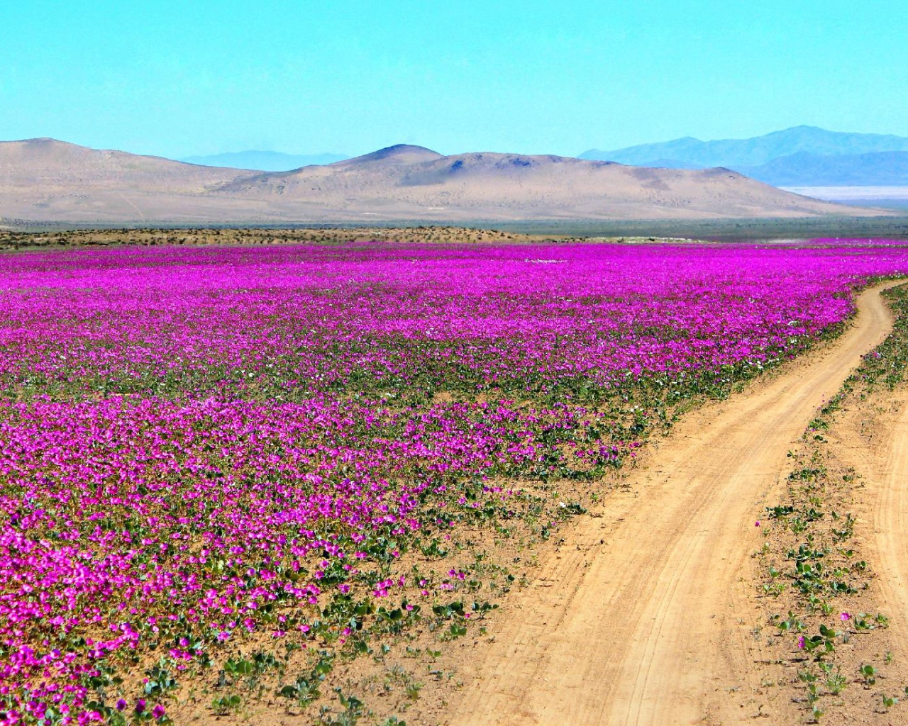 Цветущая пустыня Атакама, Чили 