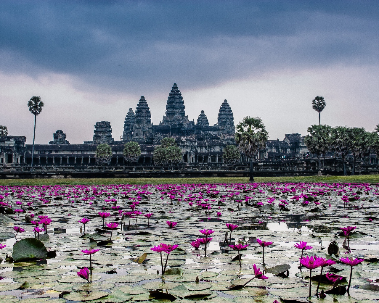Цветущие лотосы на фоне храмового комплекса Ангкор Ват, Камбоджа 