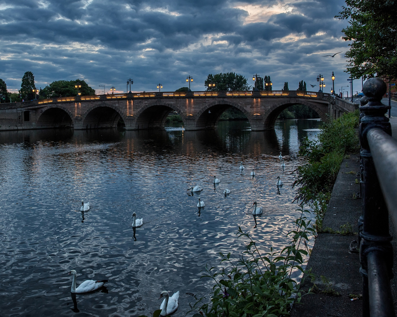 Белые лебеди плавают в реке у вечернего моста, Англия
