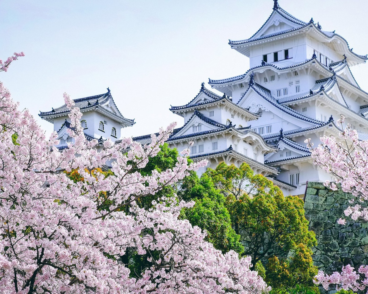 Ancient Himeji Castle gardens cherry blossoms, Japan