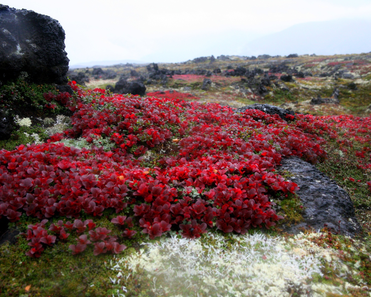 Красочная природа Камчатки,  Россия 