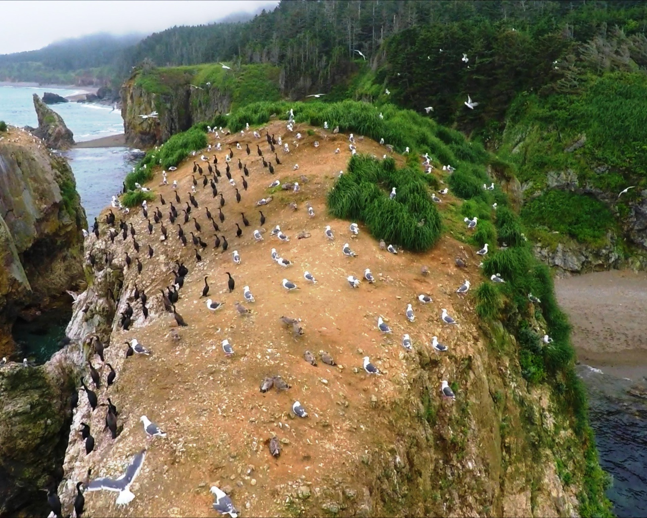 Колонии птиц. Мыс Великан, Сахалин. Россия 