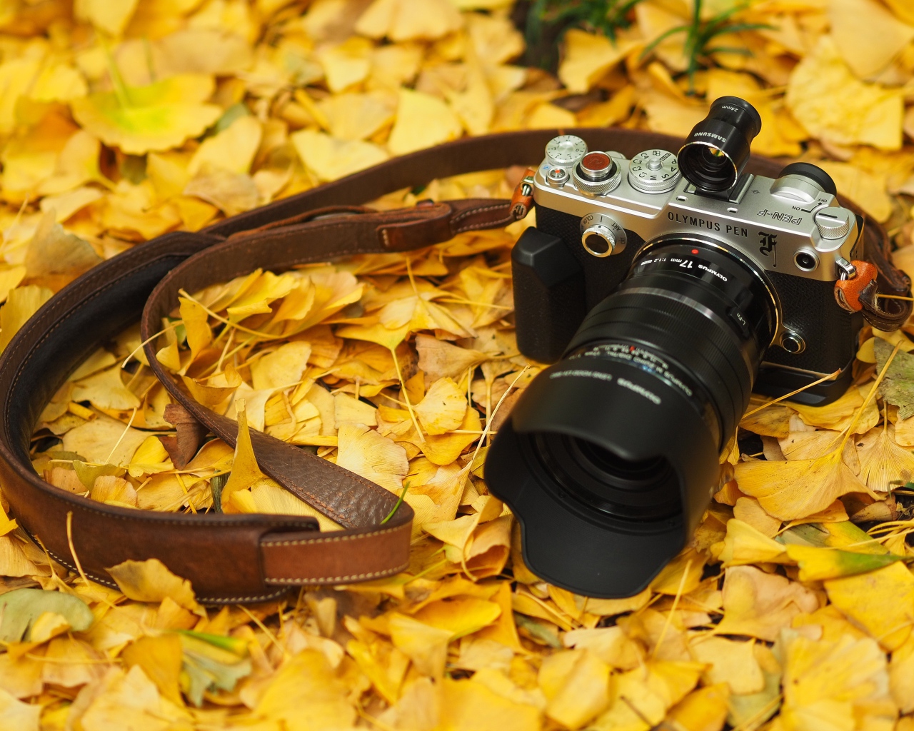 Фотоаппарат Olympus Pen-F лежит на желтой осенней листве