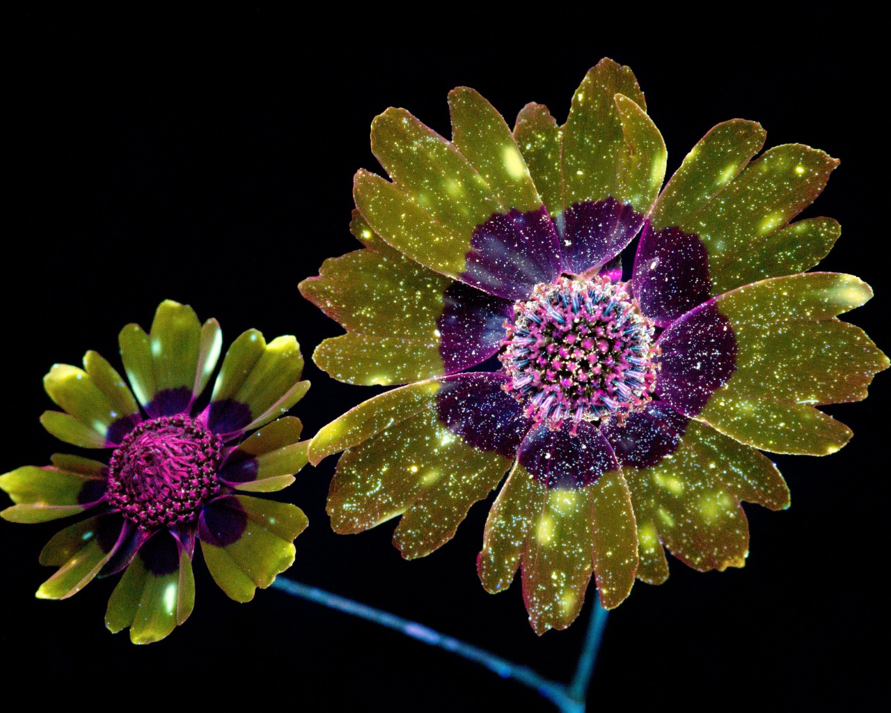 Фантастические цветы на черном фоне, 3д графика