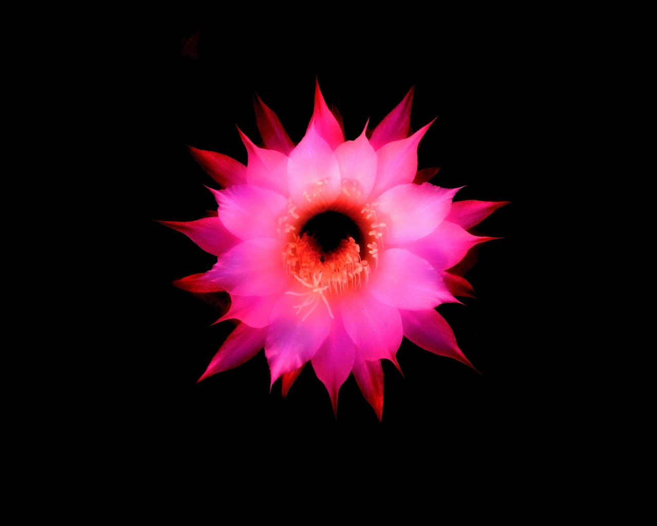 Розовый цветок на черном фоне, 3д графика