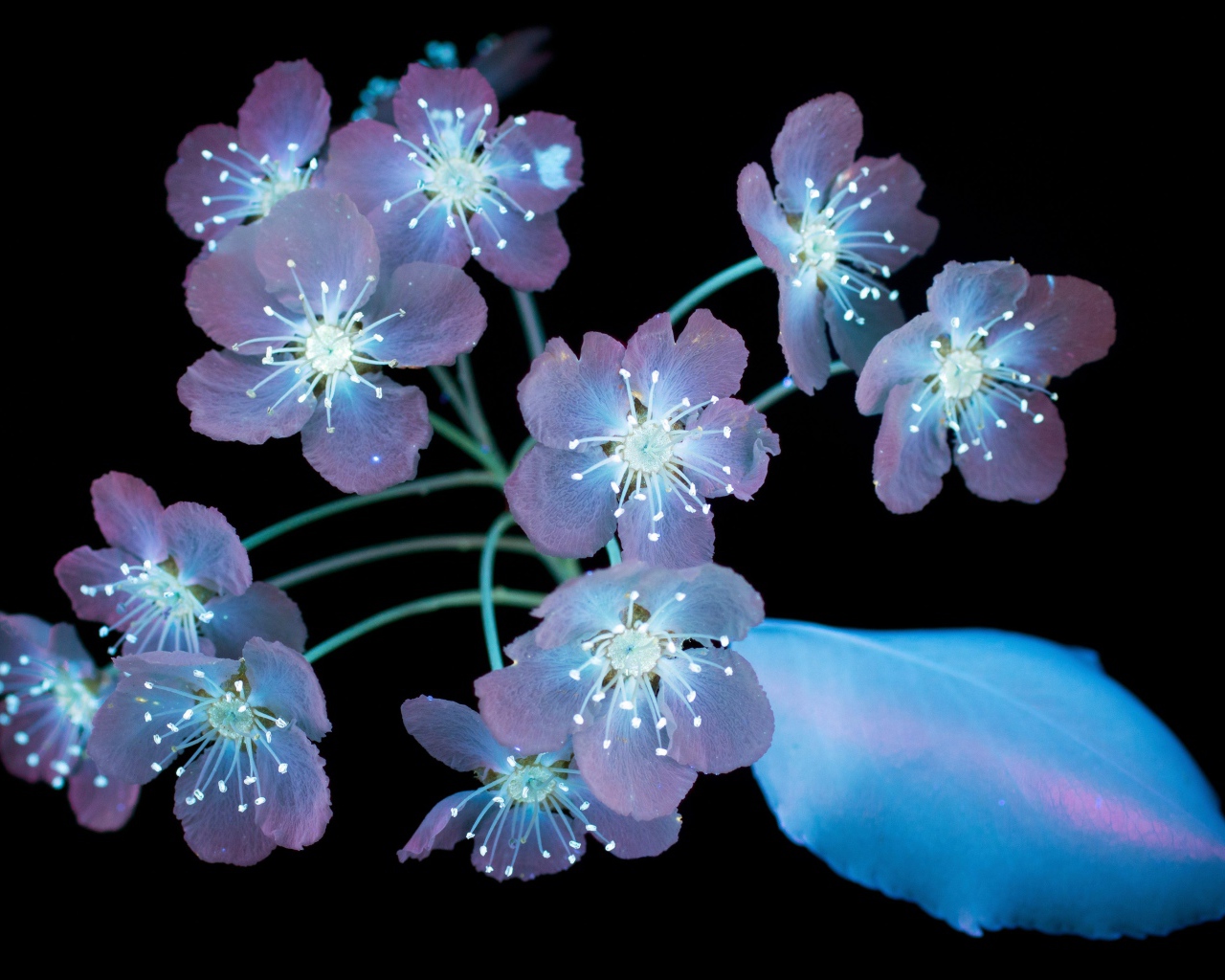 Purple flowers on a black background, 3d graphics
