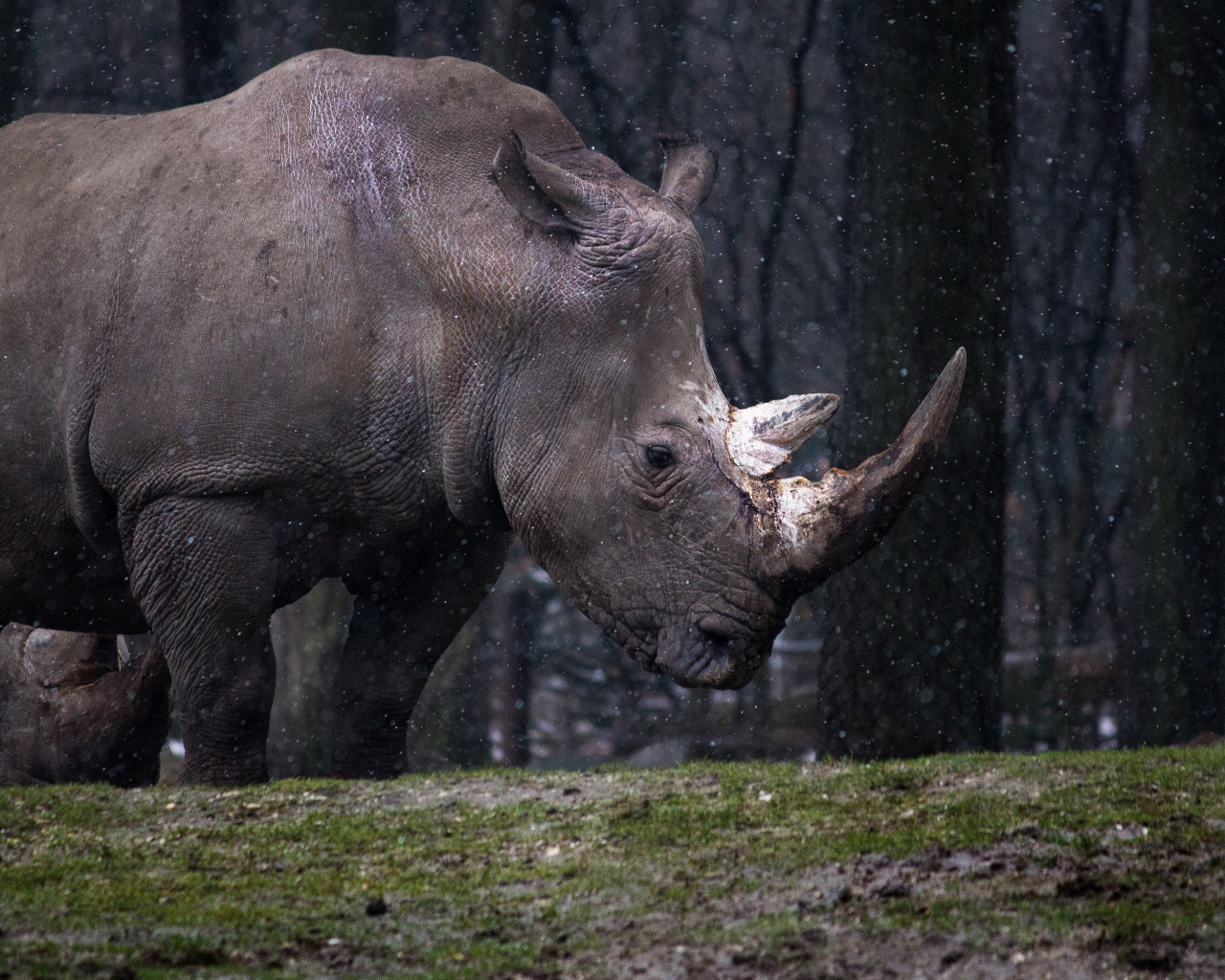 A big rhinoceros in the forest