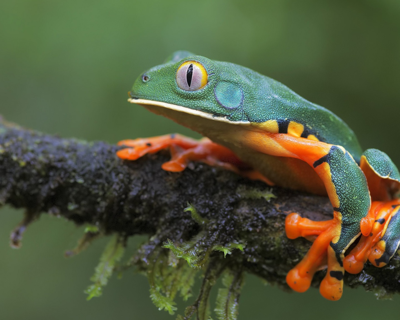 Лягушка сидит на мокрой ветке 