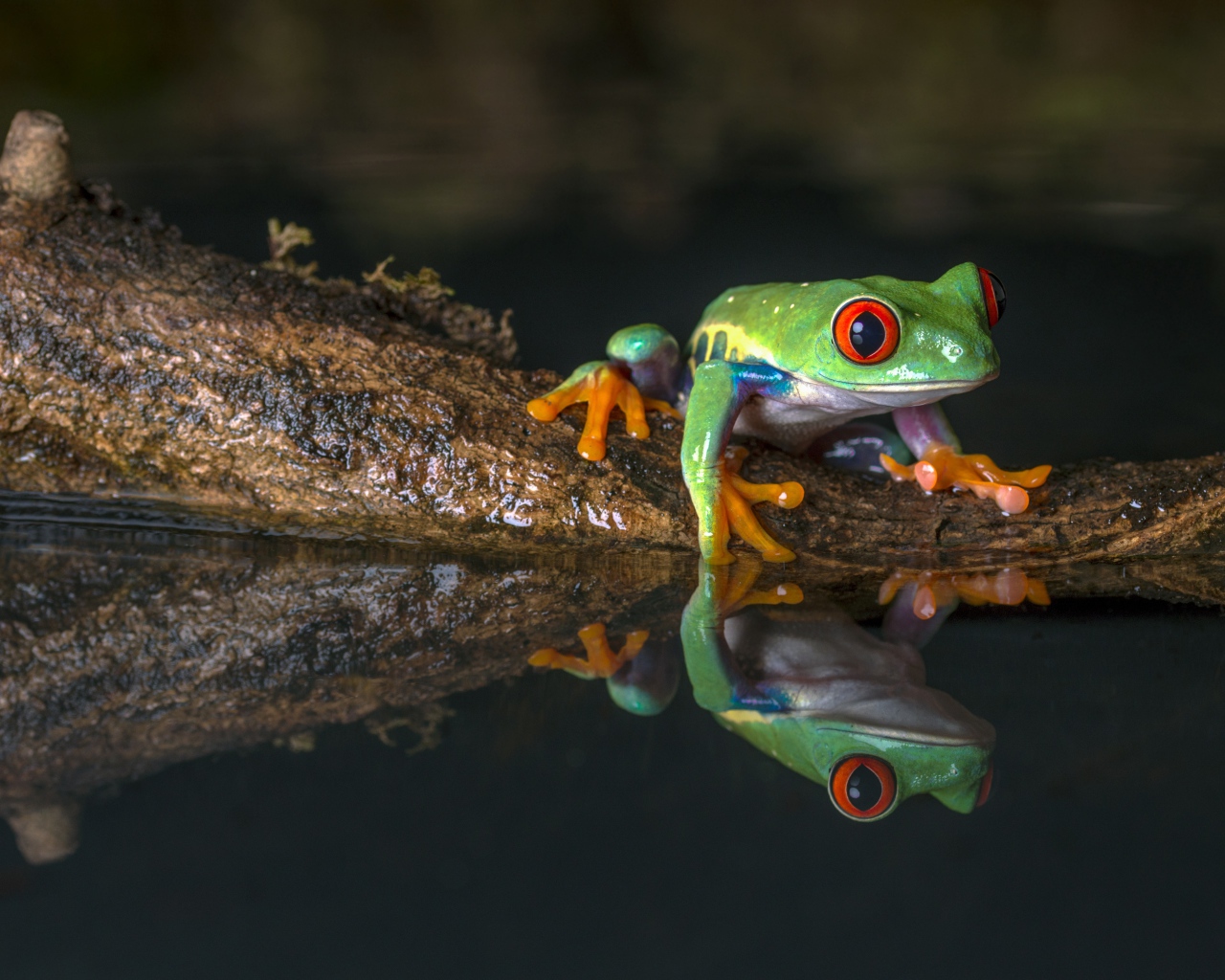 Зеленая лягушка на коряге в воде 