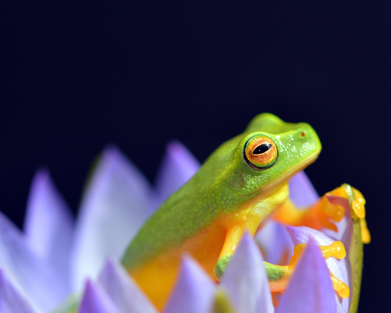 Зеленая лягушка сидит в цветке лотоса на синем фоне