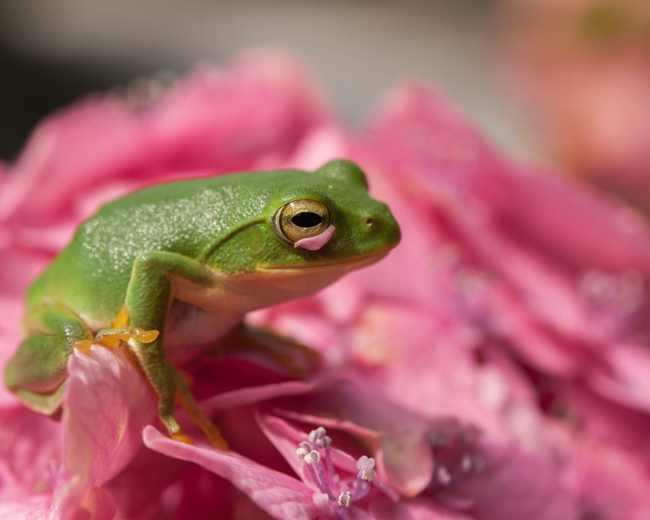 Зеленая лягушка сидит на розовом цветке