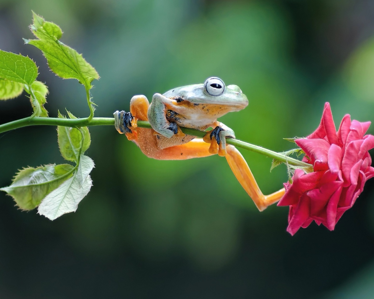 Маленькая зеленая лягушка сидит на розе