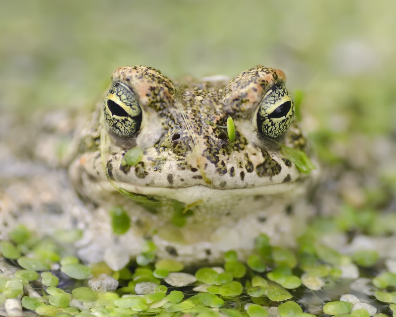 Большая лягушка в пруду