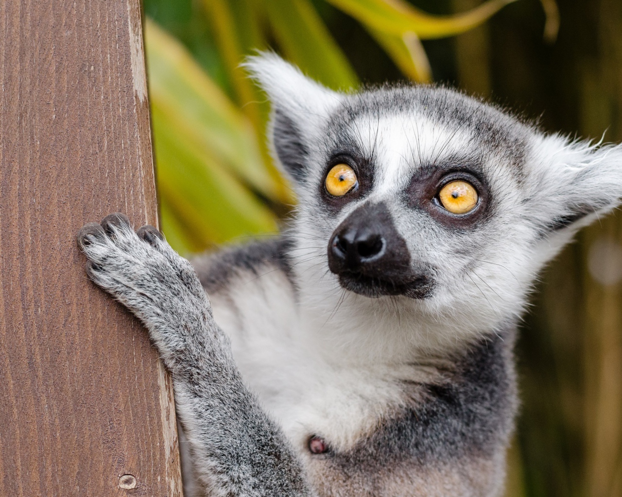 Большой лемур с желтыми глазами на дереве
