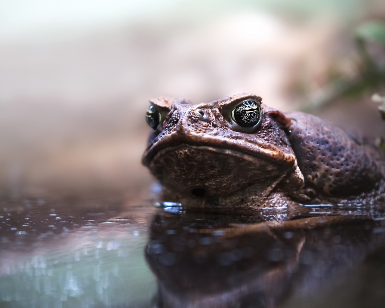 Большая жаба сидит в воде