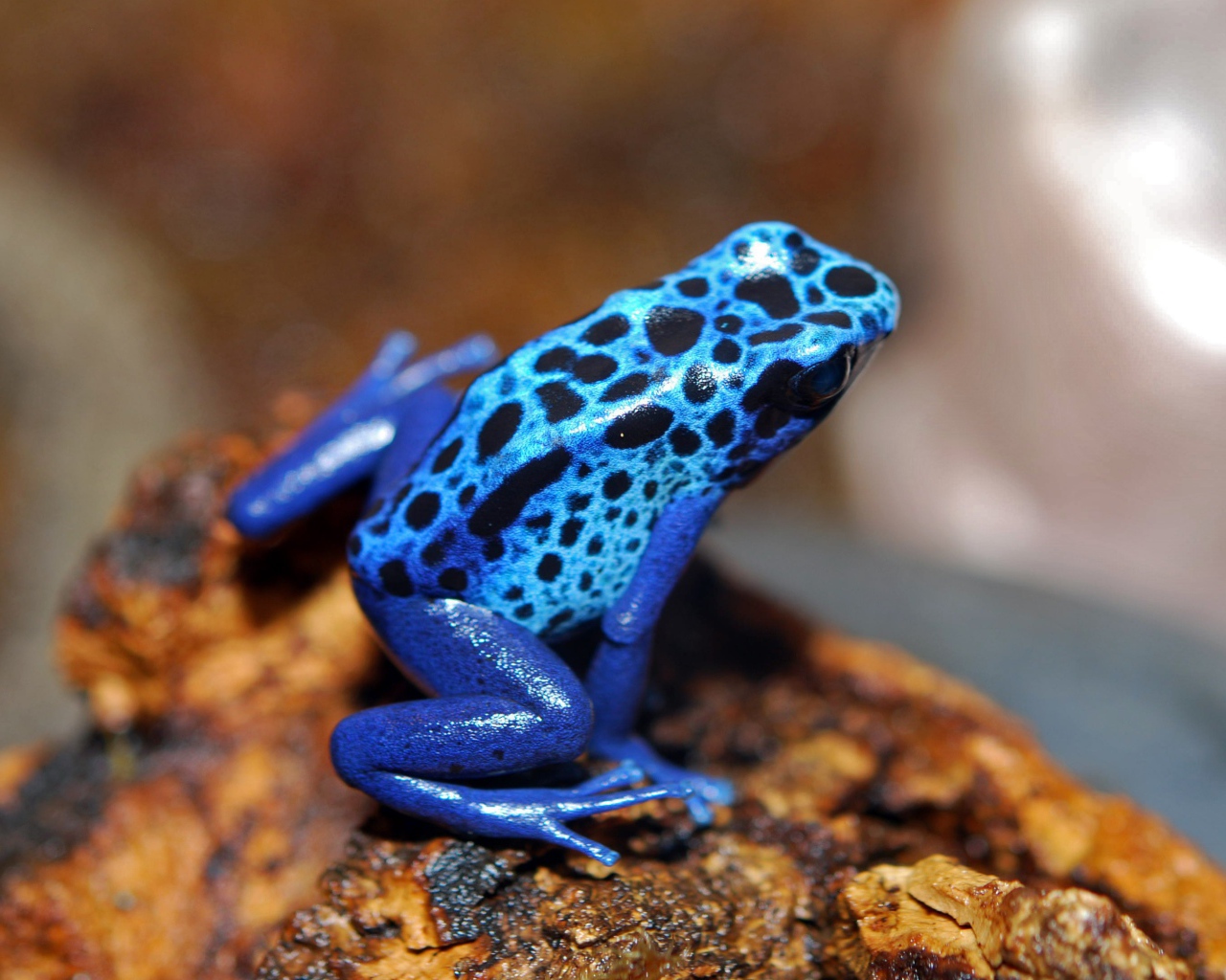 Blue frog sitting on a stone
