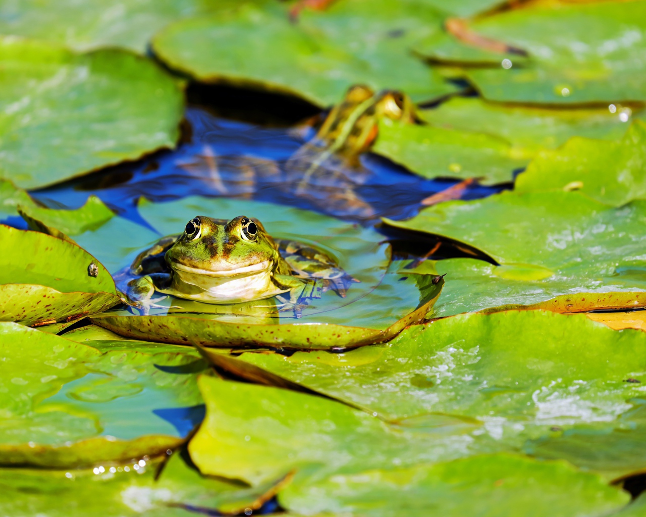 Лягушка сидит на зеленых листьях в воде