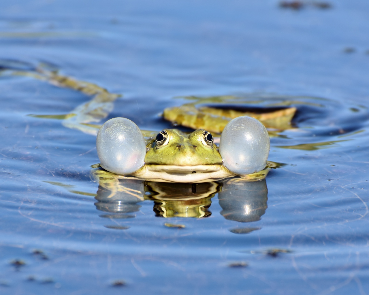 Зеленая лягушка с надутыми щеками в воде