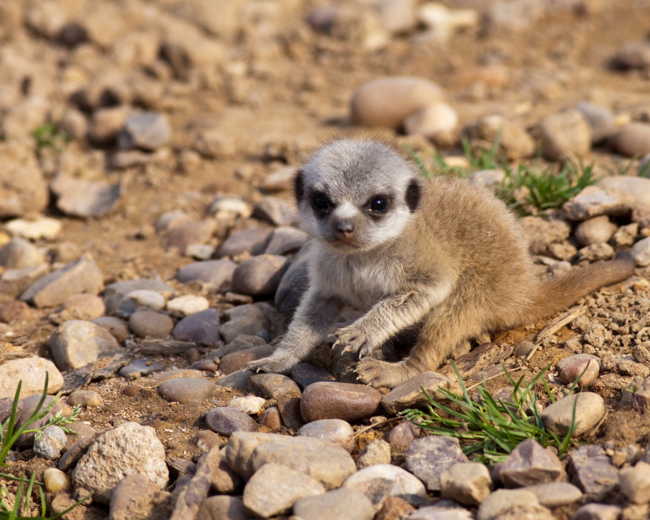 Маленький сурикат сидит на мелких камнях
