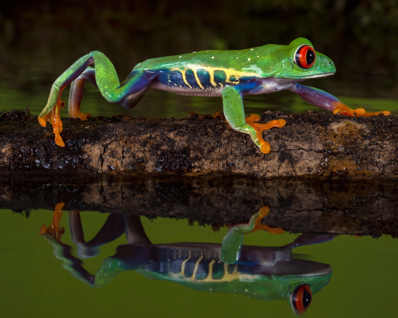 Red-eyed tree frog on a branch in the water