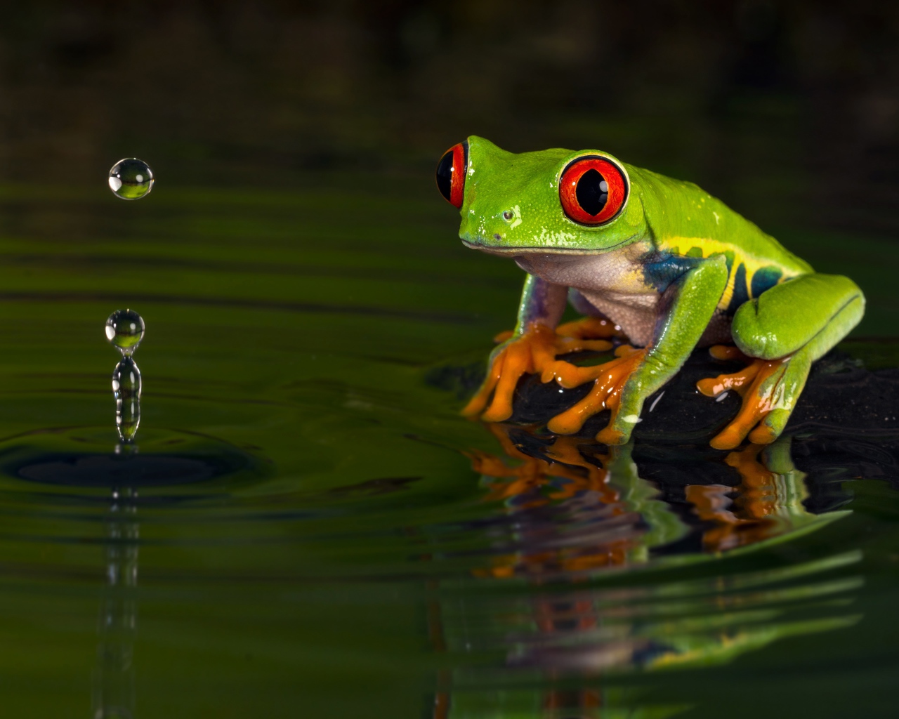 Зеленая лягушка смотрит на каплю в воде