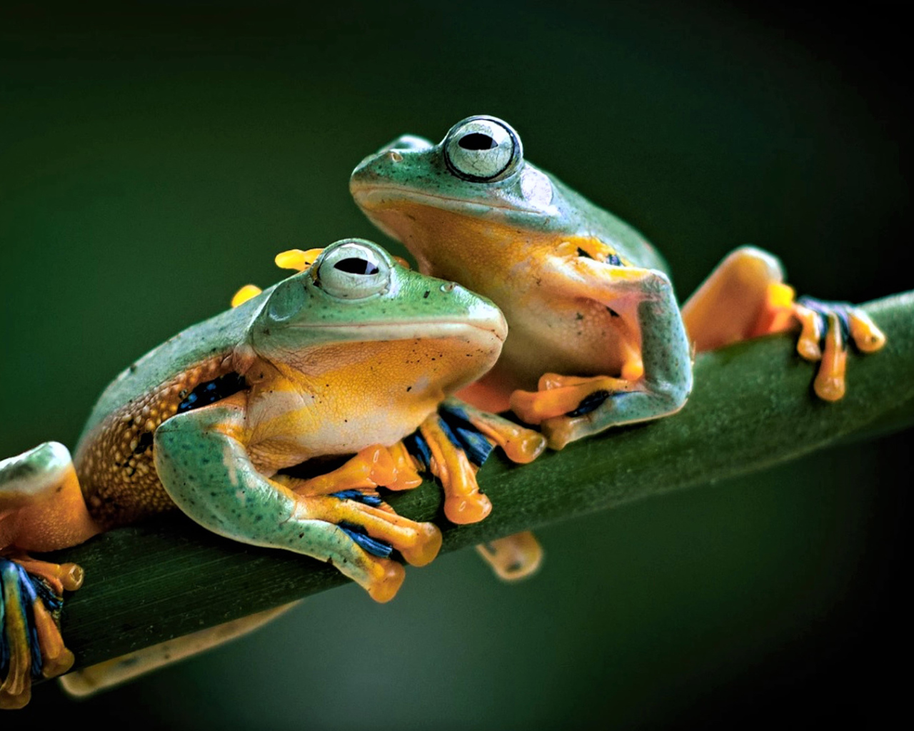 Две зеленые лягушки сидят на зеленой ветке