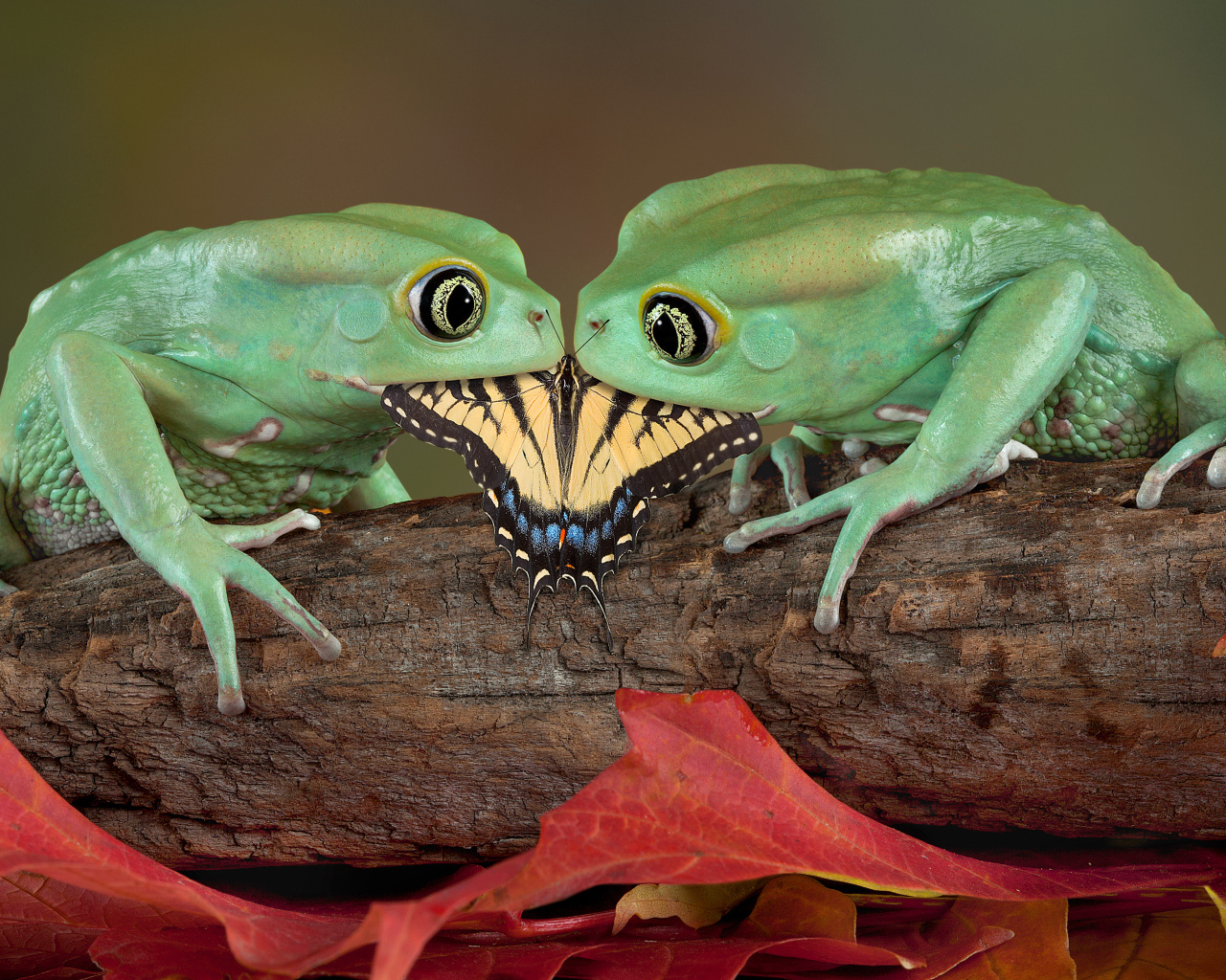 Две зеленые лягушки едят бабочку
