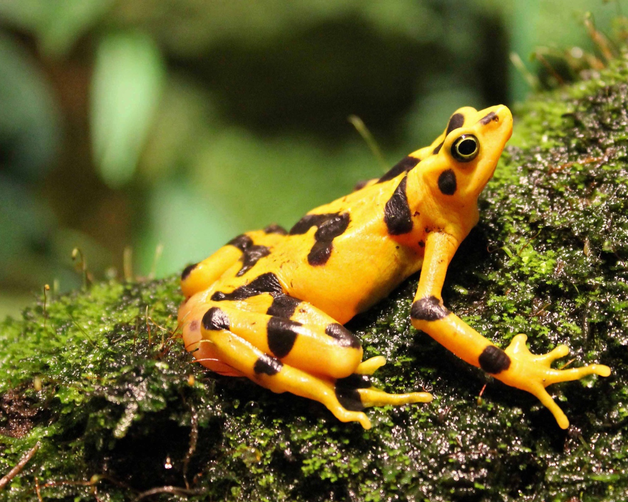 Желтая лягушка сидит на мокром мху
