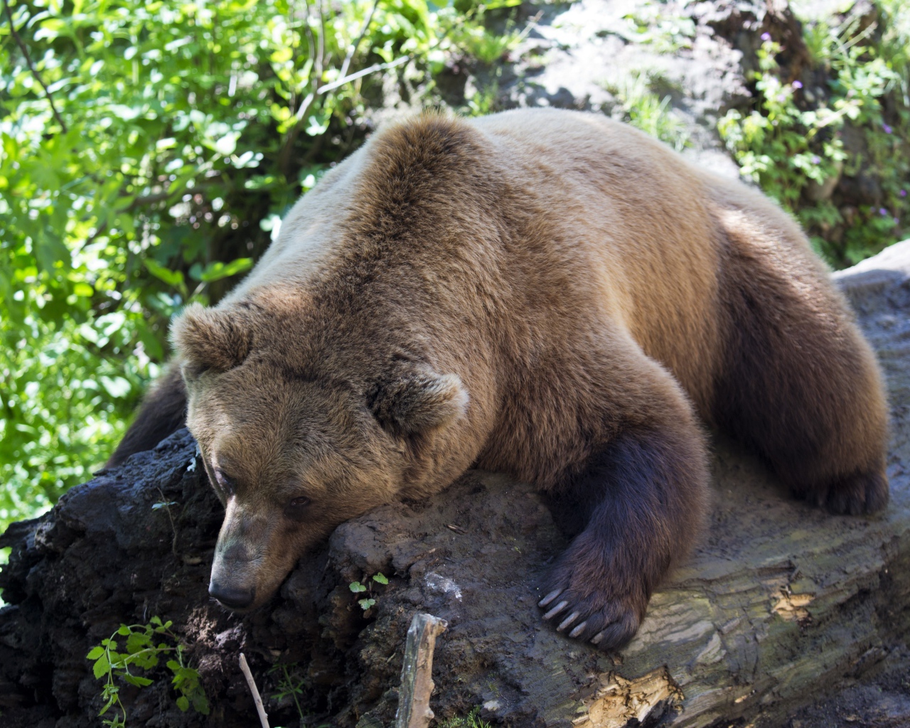 Большой бурый медведь лежит на сухом дереве