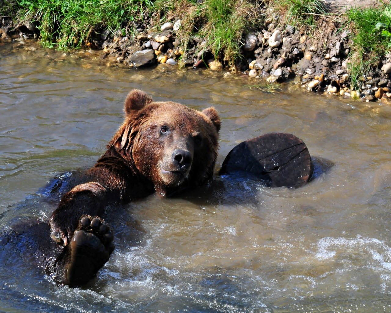 Большой бурый медведь купается в ручье
