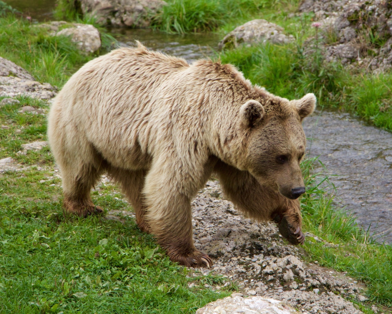 Большой бурый медведь идет по зеленой траве у ручья