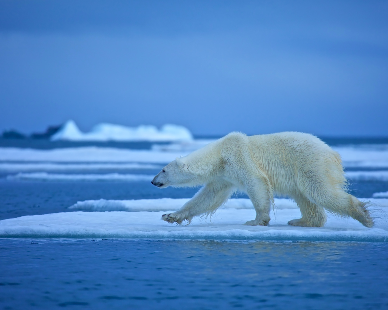 Белый медведь идет по льдине