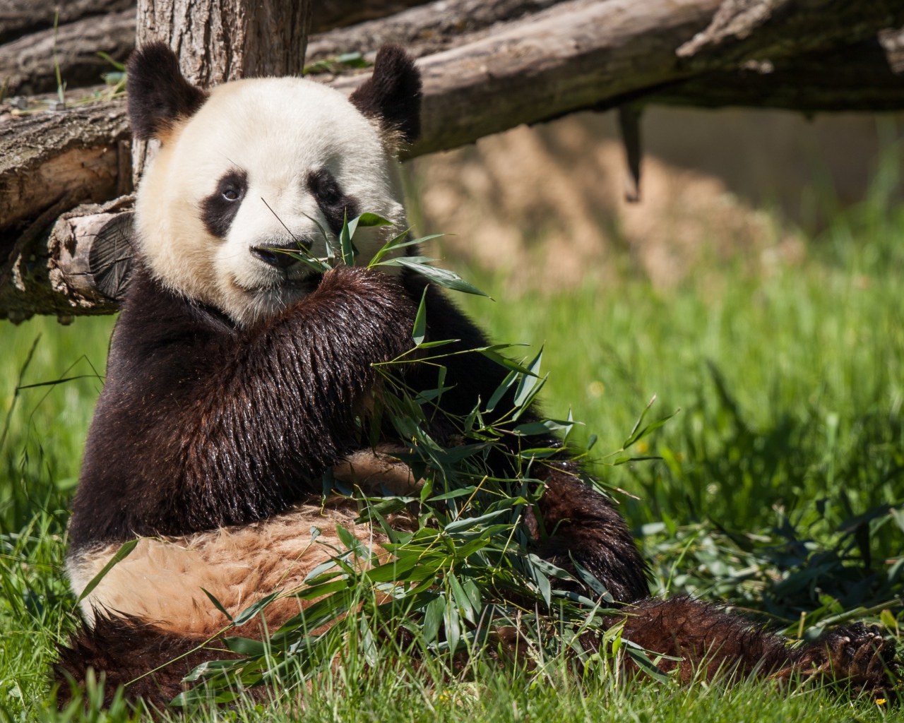 Мокрый медведь панда ест зеленые листья