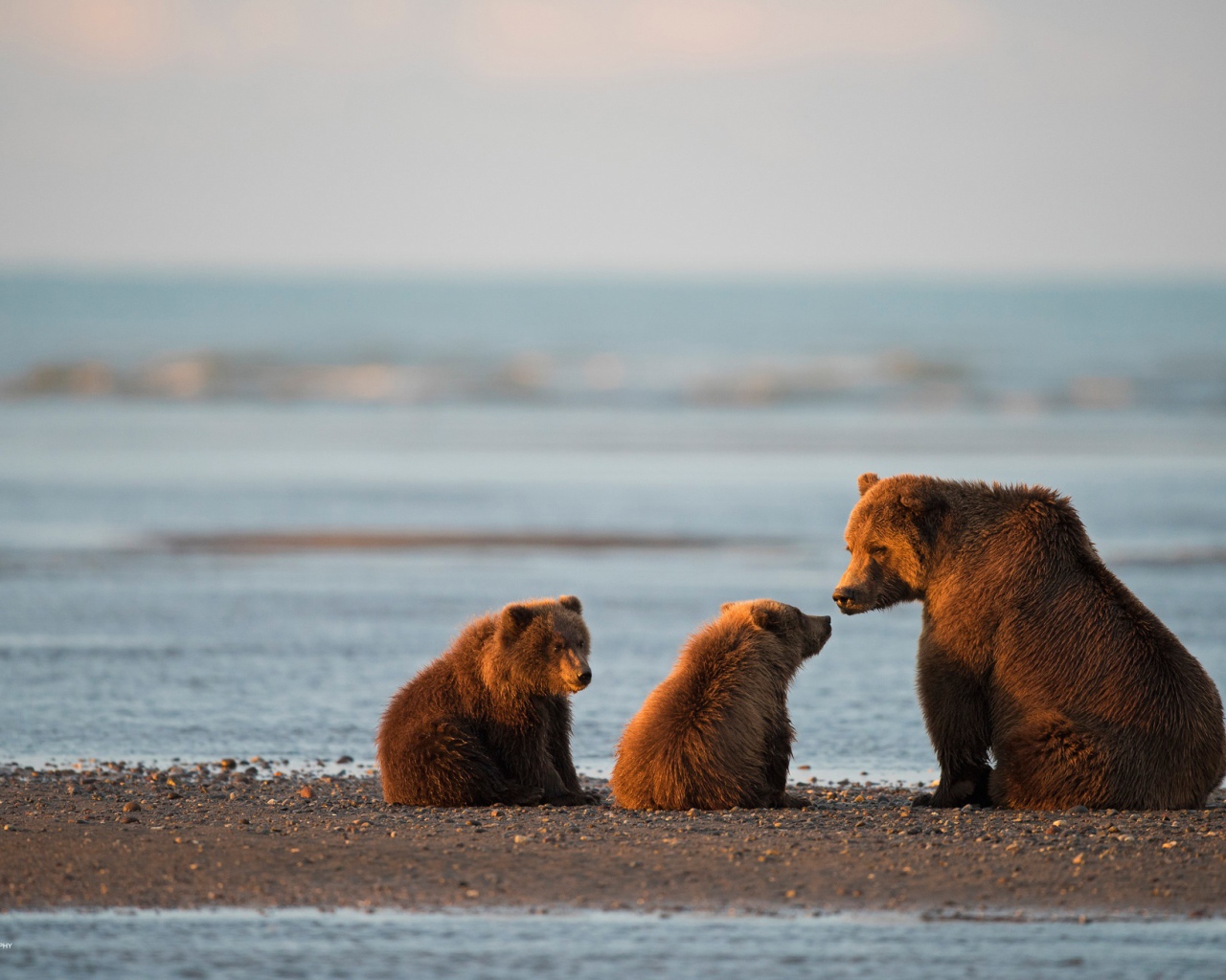 Большая бурая медведица с медвежатами у воды