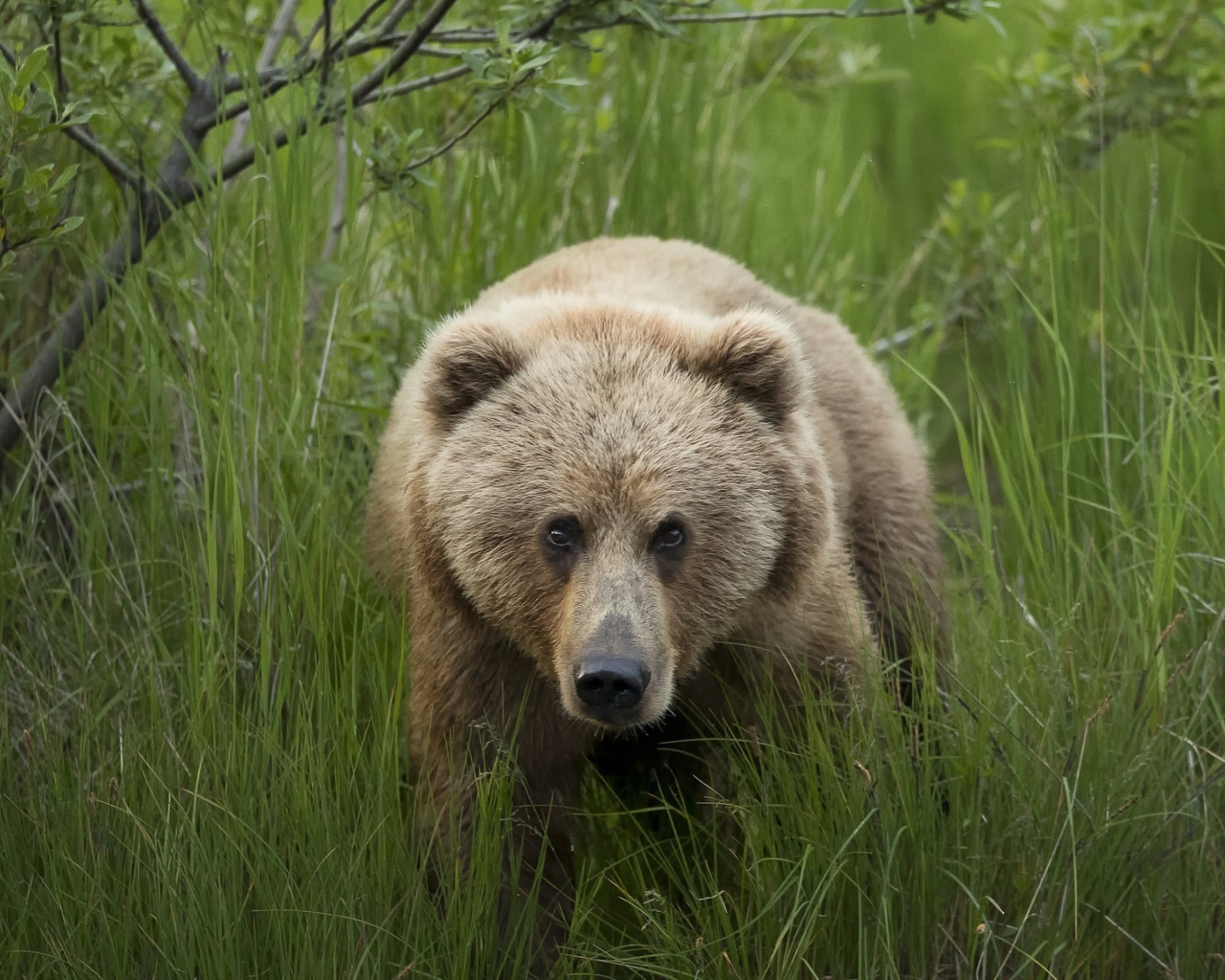 Большой бурый медведь в зеленой траве 