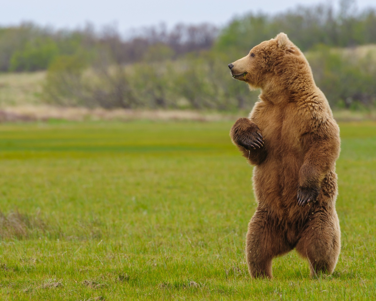 Большой бурый медведь на зеленой траве