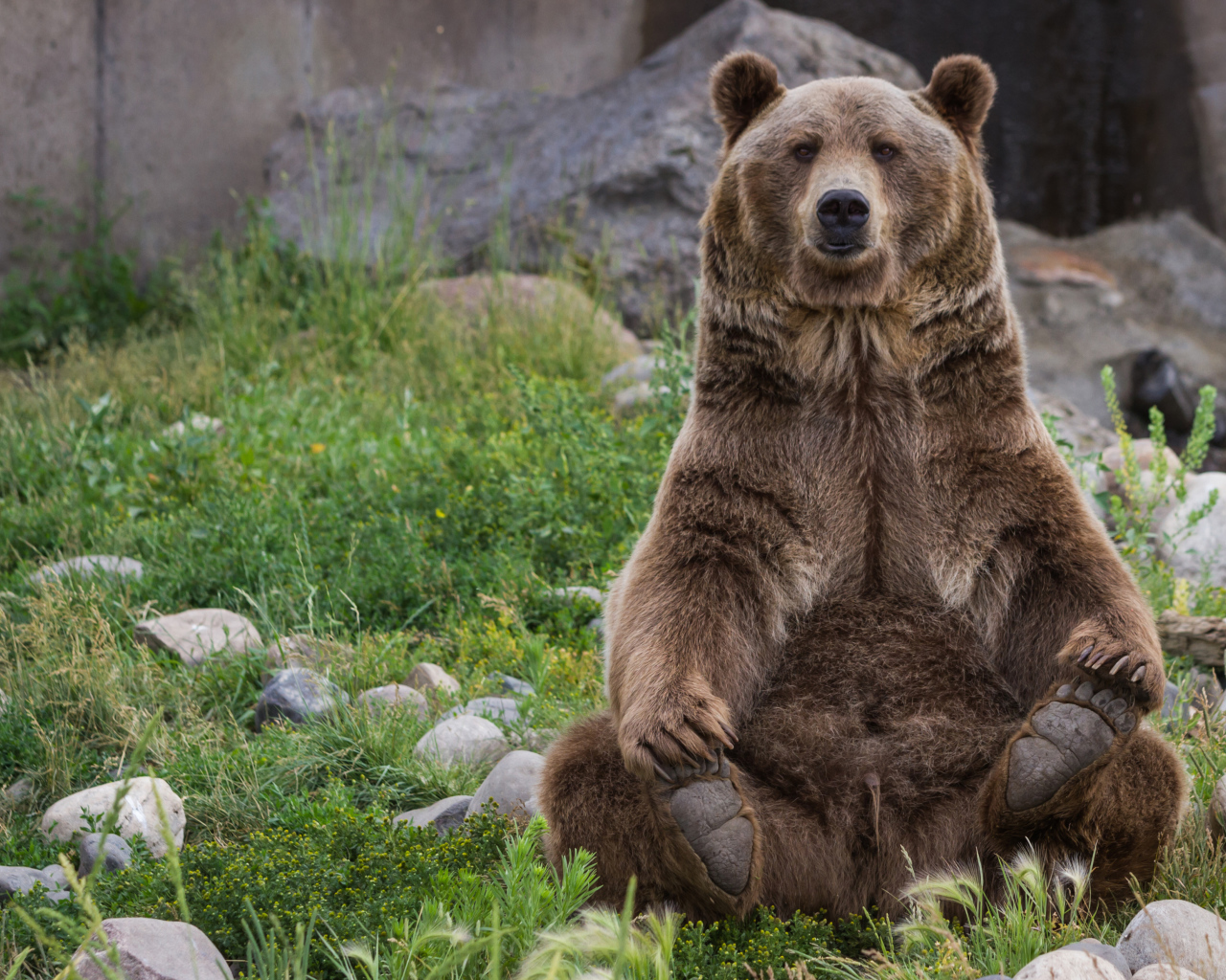 Большой бурый медведь сидит на зеленой траве