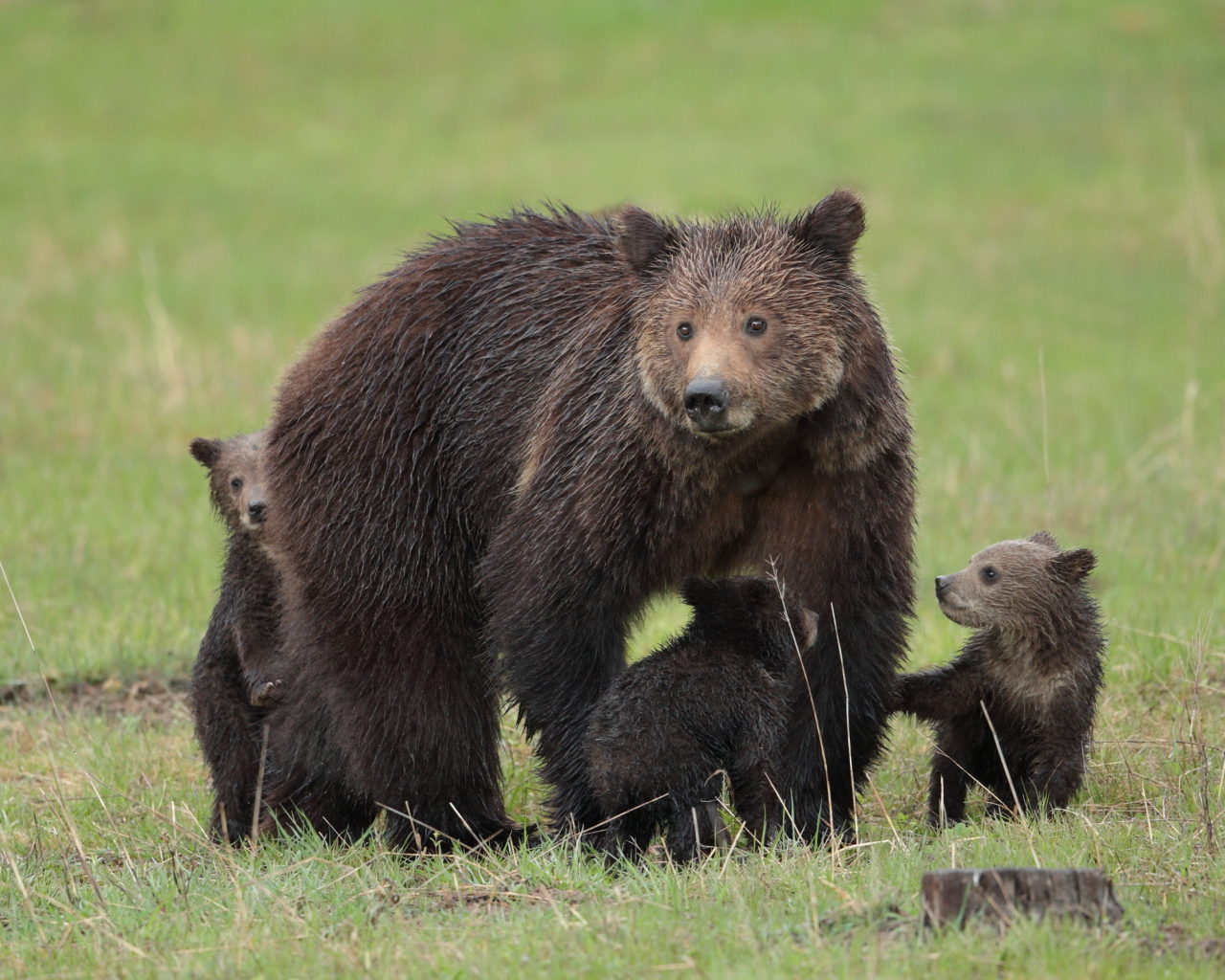 Большая бурая медведица с медвежатами на зеленой траве