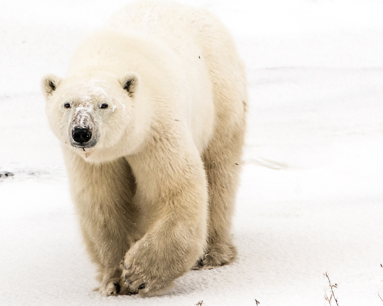 Большой грозный белый медведь идет по снегу